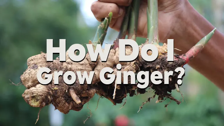 How Do I Grow Ginger Plants? A Beginner's Step-by-Step Guide