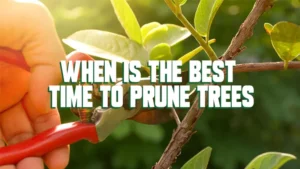 When is the Best Time to Prune Trees