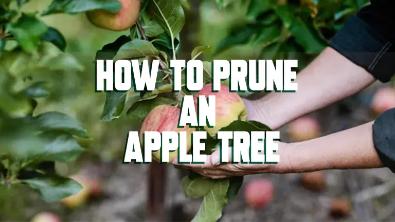 How to Prune an Apple Tree