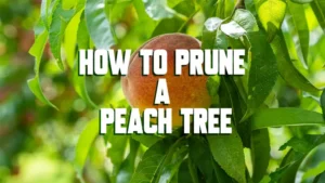 how to prune a peach tree