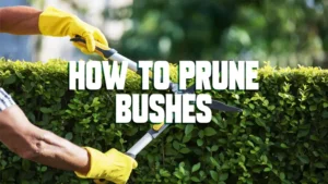 how to prune bushes