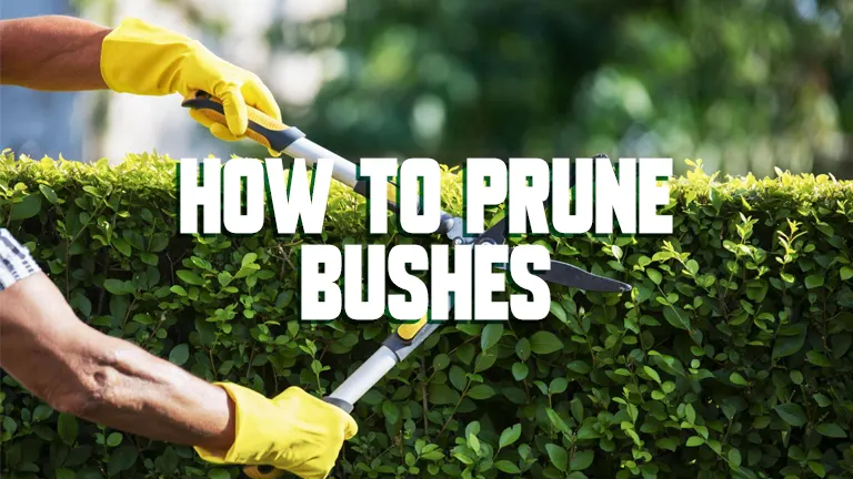 How to Prune Bushes