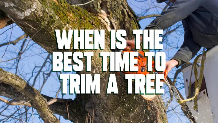 When is the Best Time to Trim a Tree