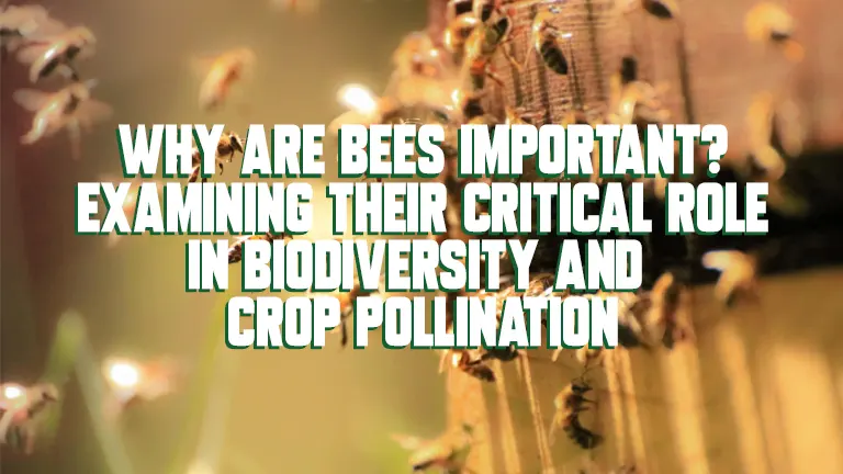 Why Are Bees Important? Examining Their Critical Role in Biodiversity and Crop Pollination