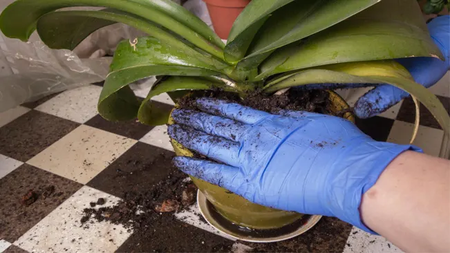 Person in blue gloves repotting a bromeliad plant on a checkered floor