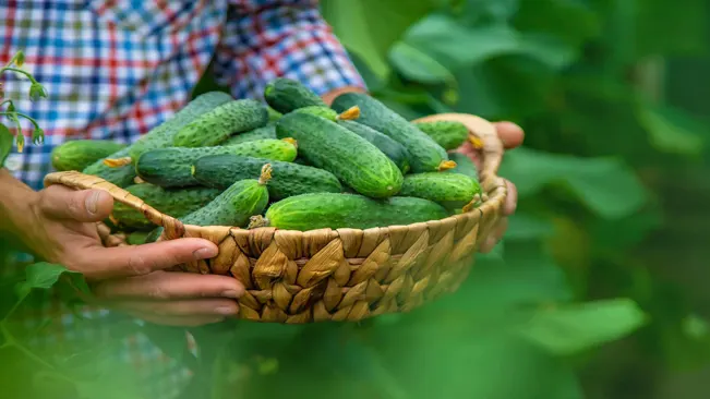 harvesting cucumber