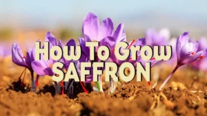 how to grow saffron