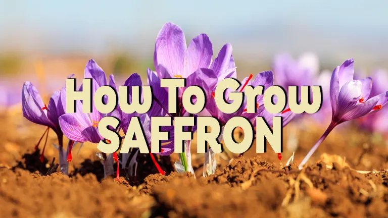 How To Grow Saffron: A Comprehensive Guide from Planting to Harvest