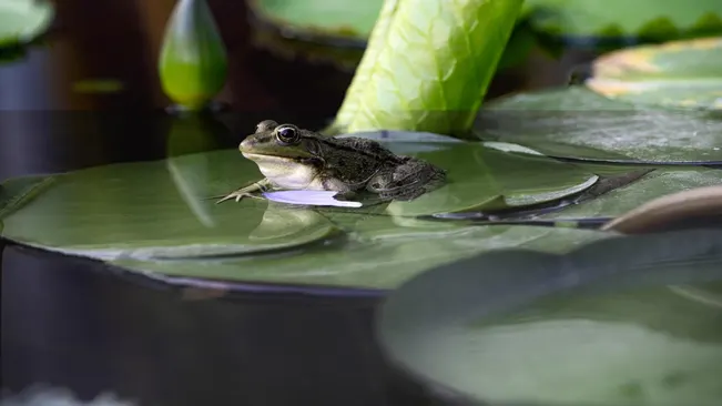 Frog resting on a lily pad in a pond exemplifying habitat creation