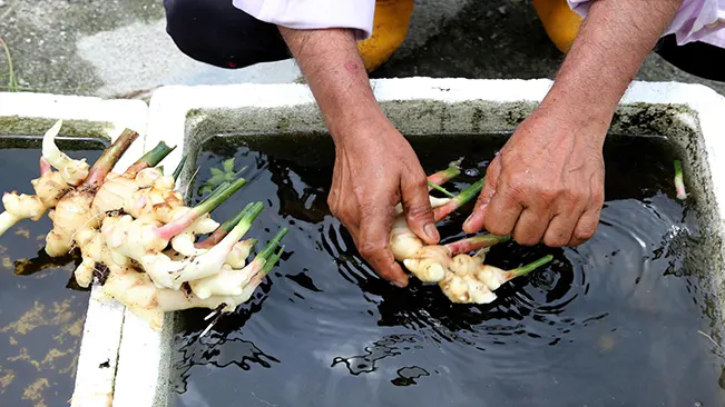 Person washing freshly harvested ginger roots in a water trough