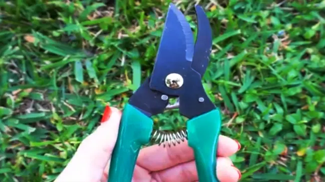 Pruning Shears