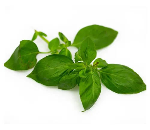 Genovese Basil