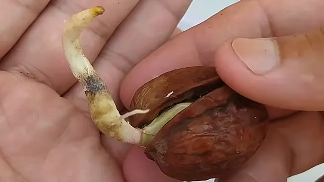 A sprouted walnut seed in hands, showing a long white root emerging from the cracked shell.