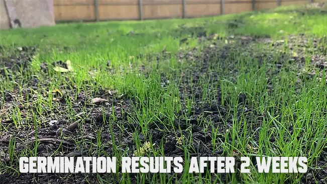 Young grass sprouts in a lawn, with the text "Germination results after 2 weeks" displayed across the image.