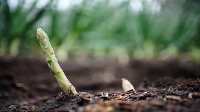 asparagus sprout