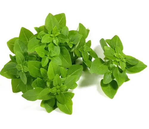 Greek Basil