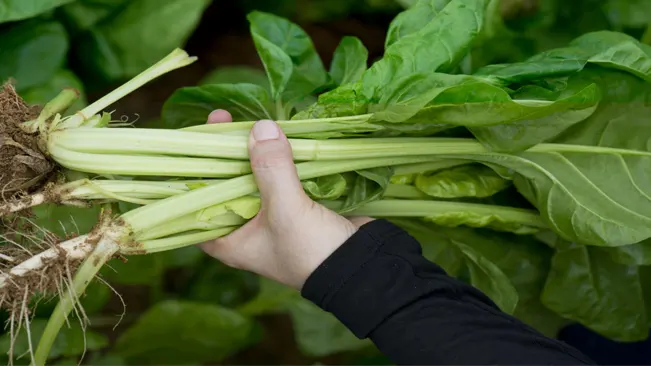 The green tops of the beets