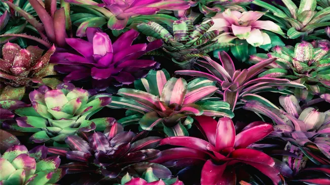Colorful array of Bromeliad plants with vibrant green, purple, and pink leaves