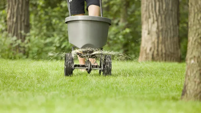 Person using a seed spreader on a lush green lawn with trees in the background.