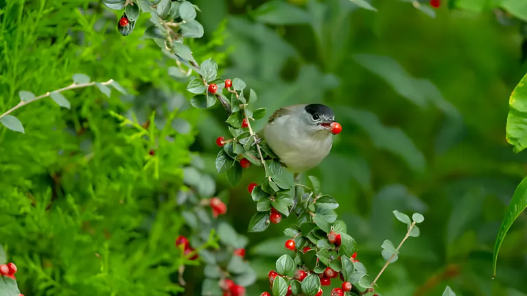 bird eating cherry on the plant