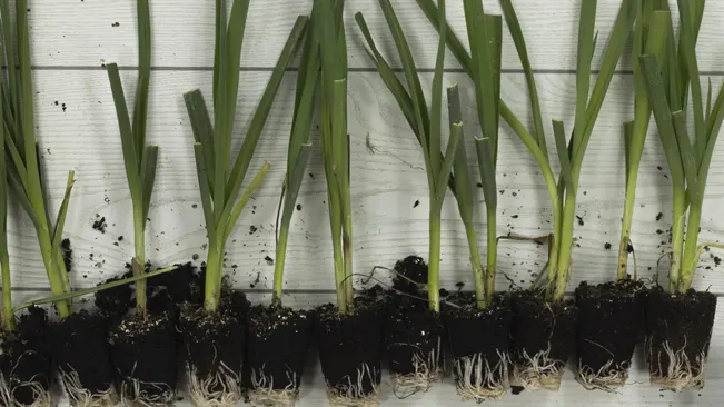 Hardening Off Seedlings