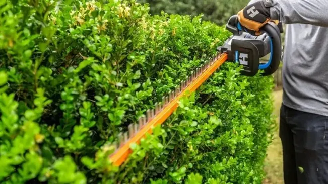 Person using a cordless hedge trimmer to trim a green bush