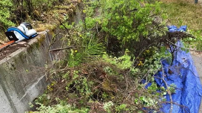 A HART trimmer and a blue tarp on the edge of an overgrown, green area with various plants.”