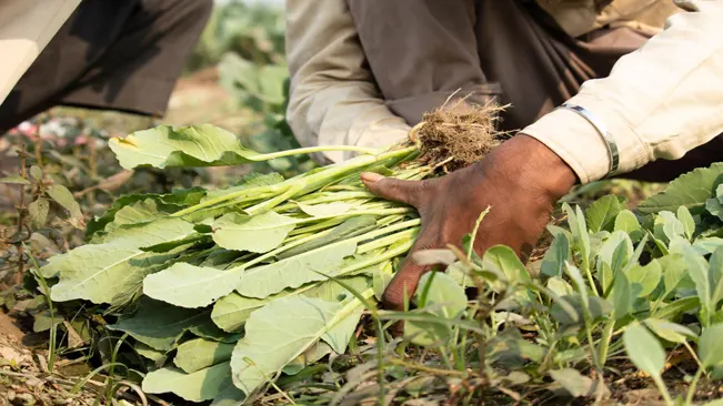 Harvesting