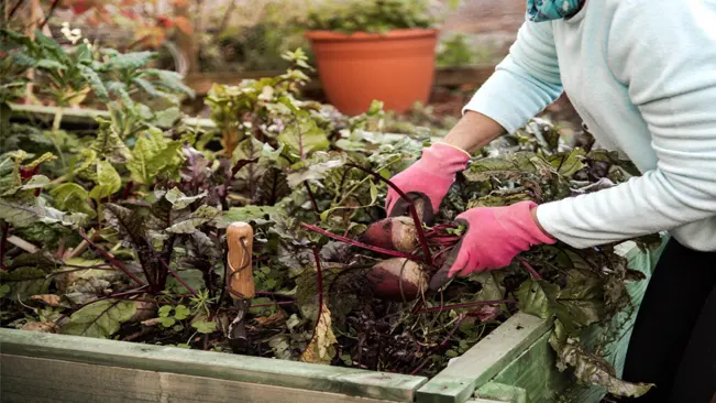 Harvesting Technique