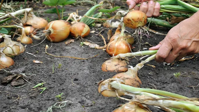 Harvesting Onions