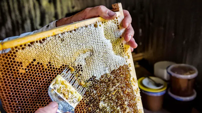an image of harvesting honey
