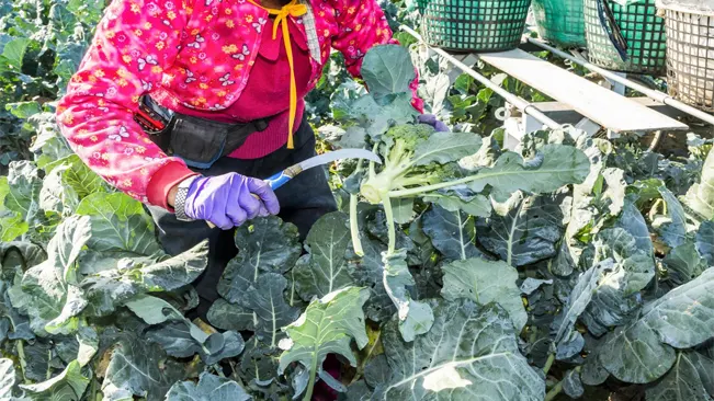 Farmer harvesting broccoli in a field, wearing bright clothing and gloves.