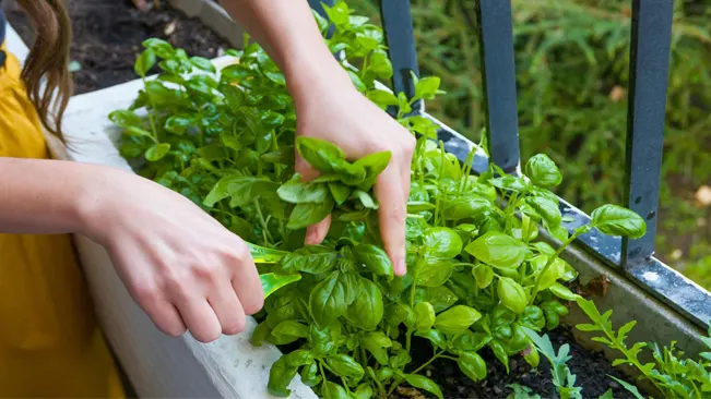 Harvesting Your Basil