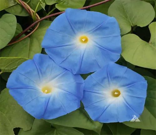 Ipomoea tricolor 'Heavenly Blue'