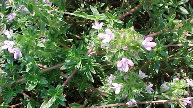 Caraway Thyme (Thymus Herba-Barona)