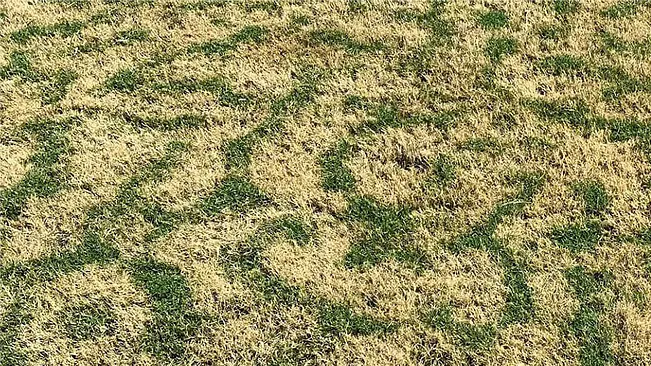 A patchy lawn with areas of dry, yellow grass and some green grass.