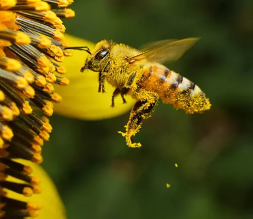 How Do Bees Pollinate? An Exploration of Ecological Dynamics Honeybee