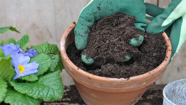 Gardener's hands adding soil to a flower pot with a young plant beside it.