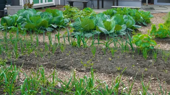 A well-tended garden with various green plants and a hose in the background