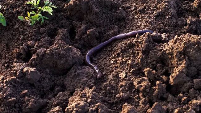 A single earthworm on dark, moist soil with small green plant leaves in the corner