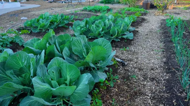 Lush green cabbage garden with mulch-covered soil