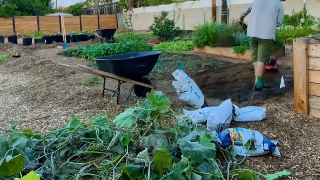 Person working in a garden with plants, soil bags, and a wheelbarrow