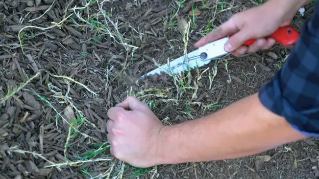 Person in checkered shirt using red-handled pruning shears to cut grass