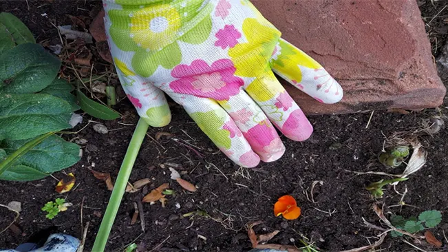 gardener's hand in a colorful floral glove touching the soil next to a small plant