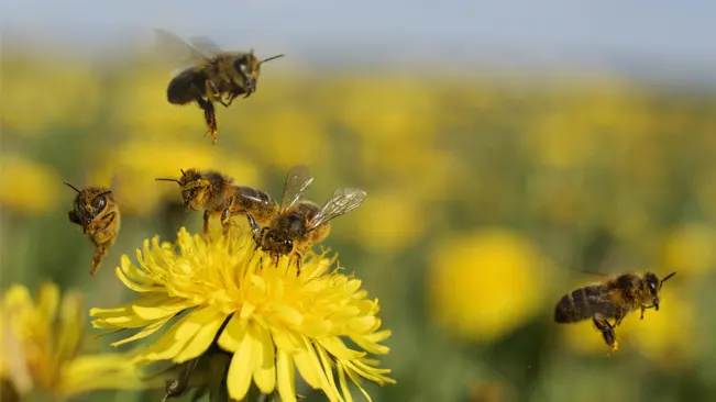 How Do Bees Pollinate? An Exploration of Ecological Dynamics