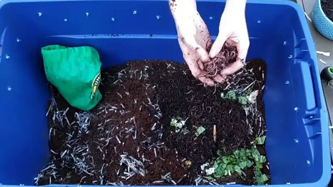 Person holding worm bin