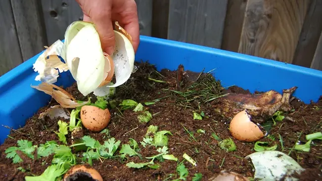 Person composting an onion peel