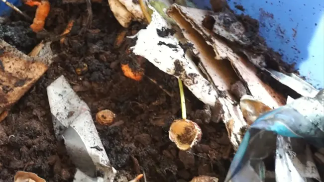 Bucket of soil