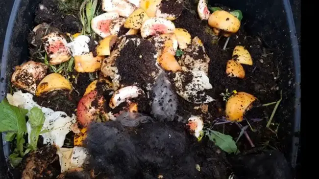 Compost bin with food scraps