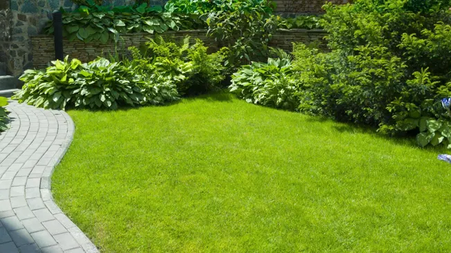 This is an image of a well-manicured garden lawn with a curving paved pathway on the left side. The lawn is surrounded by lush green shrubs and leafy plants against a stone wall. The garden appears to be in a residential area and is well maintained.